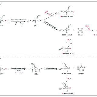 Schematic Diagram Showing Potential Mechanisms For The Transformation