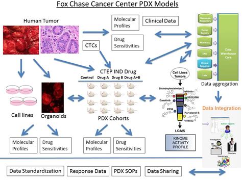 Pdx Organoid Program Breast Fox Chase Cancer Center Philadelphia Pa