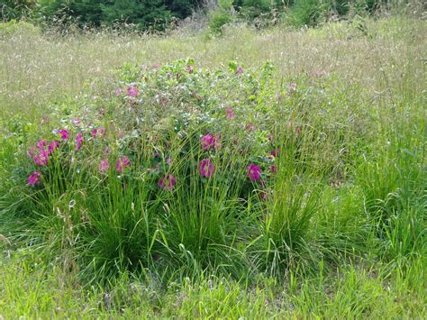 Lovegrass Farm: Deschampsia cespitosa (Tufted hair grass) at Lovegrass Farm