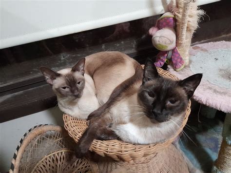 Tonkinese Cat Personality Care And Unique Traits Of The Tonkinese Cat Breed