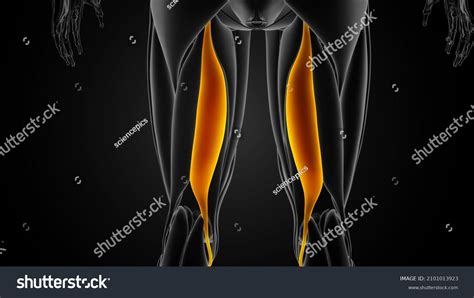 Biceps Femoris Long Head Muscle Anatomy Stock Illustration 2101013923