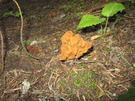 The False Morel | Montana Mushrooms