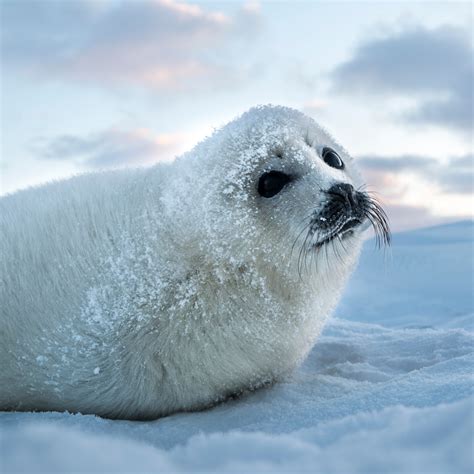 SHOW ME AN IMAGE OF A SEAL FOR MY FREE AWARD : r/GoForGold