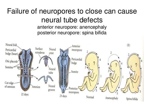 Embryological Development Of The Nervous System And Special