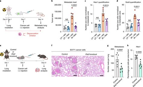 Radiation Primed Neutrophils Boost Lung Metastasis Via Their