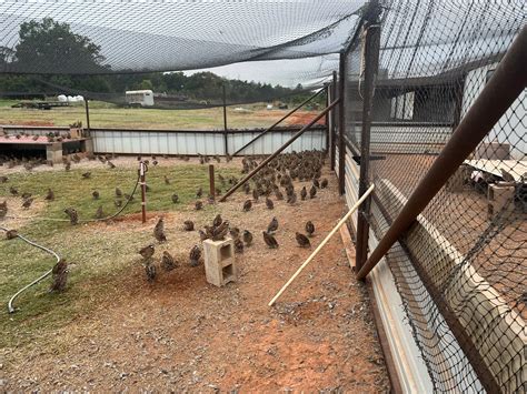 Thomas Quail Farm