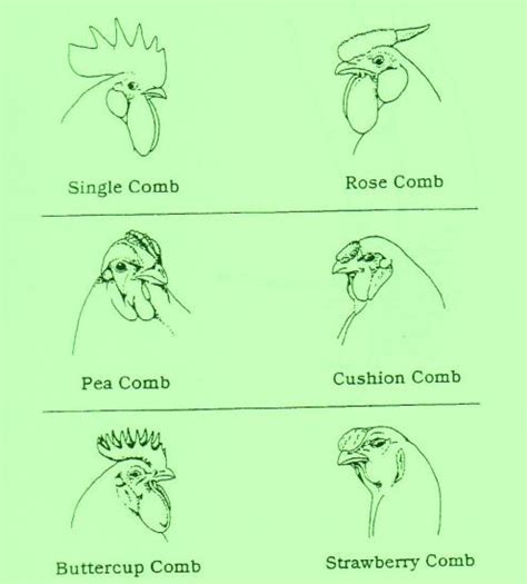 4 H Chicken Showmanship Checklist Artofit