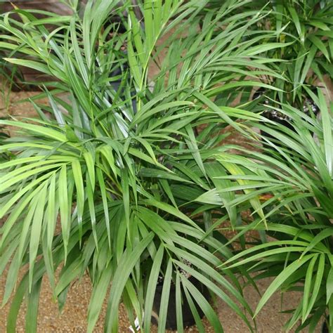 Areca Palm | Star Nursery Garden and Rock Centers