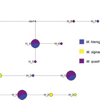 Phylogenetic tree by Neighbor Joining (NJ) method based on COI genes ...