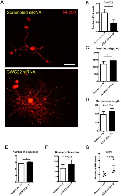 Sirna Knockdown Of Cwc22 Increases Drg Neurite Outgrowth A