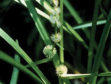 American Bur Reed Sparganium Americanum Mississippi State