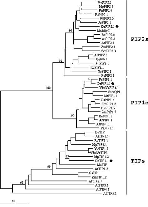 Phylogenetic Analysis Of The Plant Mips Protein Sequences Of