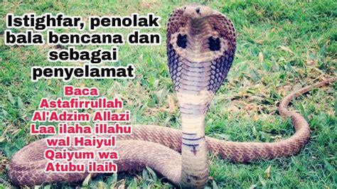 Tips Cara Aman Mengusir Ular Berbisa King Cobra Ular Tedung Selar