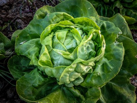 Buttercrunch Lettuce The Plant Good Seed Company