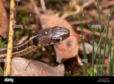 An Eastern Garter Snake Thamnophis Sirtalis Sirtalis Flicks Its