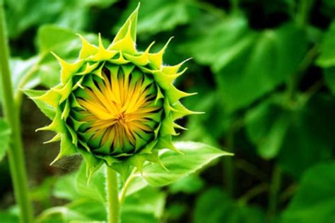 Pin De Kathy Searcy Em Sunflowers Girass Is Flores Jardim