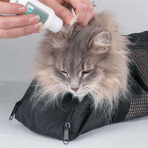 Cat Grooming Tips: Feline-Safe Practices for Healthy Pets