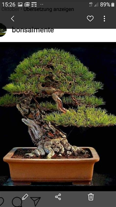 Pin Di Art Is Moonwalker Su Bonsai Blackpine Bonsai