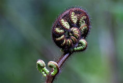 Fern Frond Ferns Are Typically Found In Moist Forested A Flickr