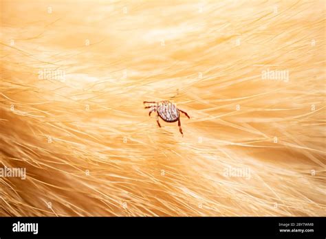 Ticks On Dog Hair Ticks Sucking Dog Blood Dangerous Insect Mite