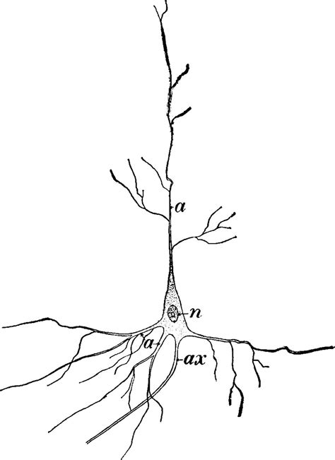 Nerve Cell, vintage illustration. 13795393 Vector Art at Vecteezy