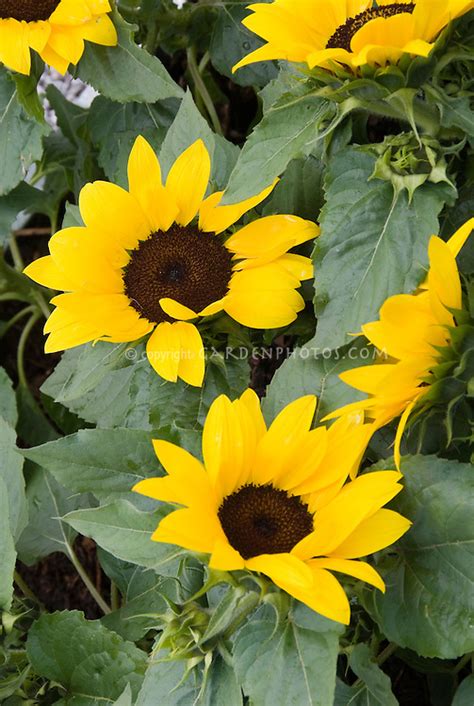 Dwarf Sunflowers Growing In Garden Plant And Flower Stock Photography