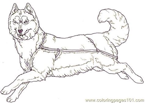 Sled Dog Coloring Pages To Print Coloring Pages