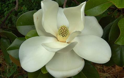 Magnolia Flower Wallpaper - WallpaperSafari