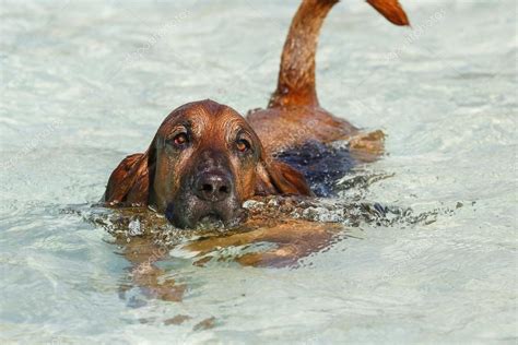 23+ Basset Hound Mix Puppies - l2sanpiero