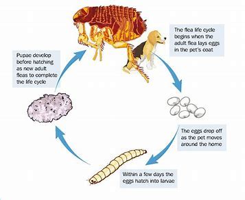 Life Cycle Of A Cat Flea - Gegu Pet