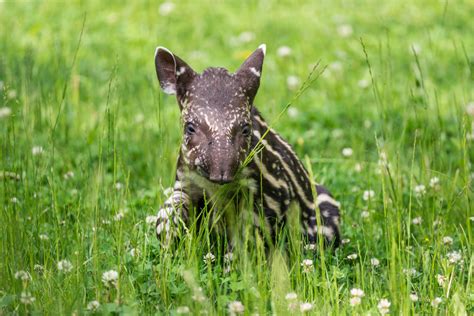 Canadian Zoo Celebrates Adorable Tapir's Very First Birthday - PetHelpful