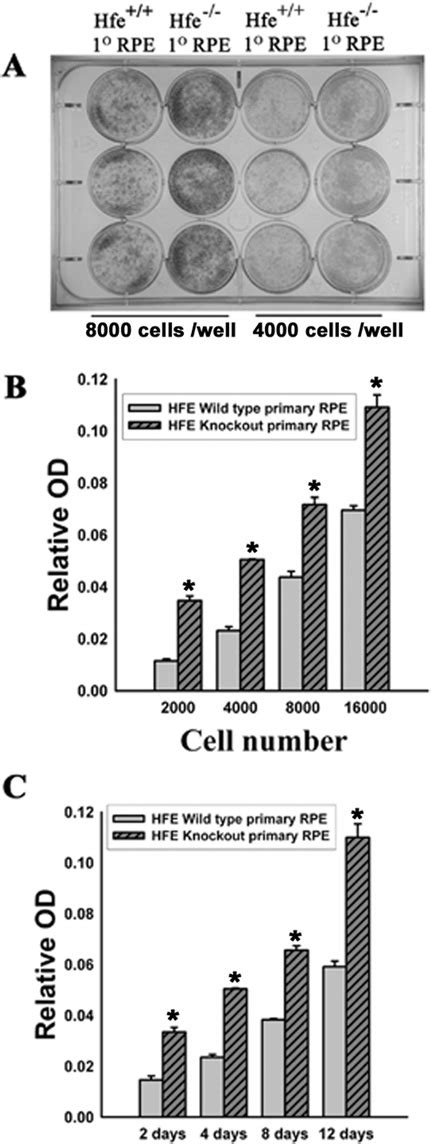 Cell proliferation in wild-type and Hfe −/− RPE cells | Download ...