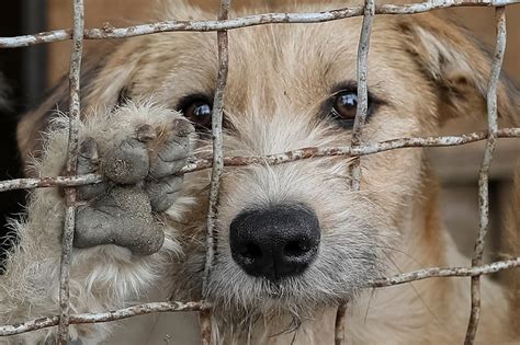 Presentaron un proyecto de ley que pide que se enseñe derechos animales