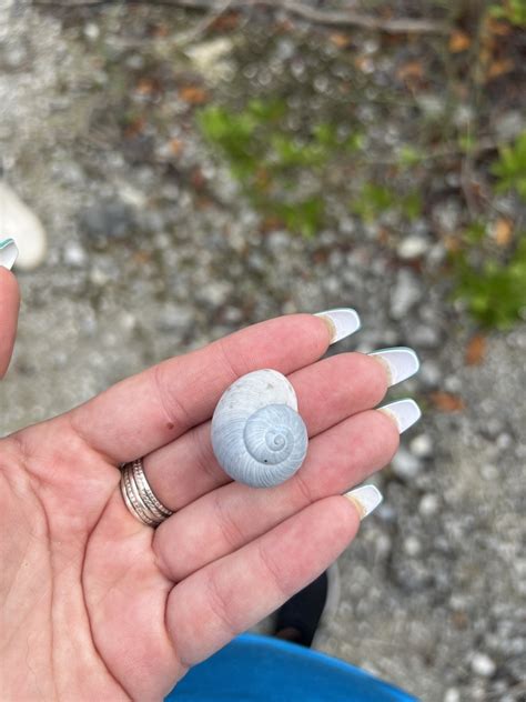 Cuban Brown Snail From Dagny Johnson Key Largo Hammock Botanical State