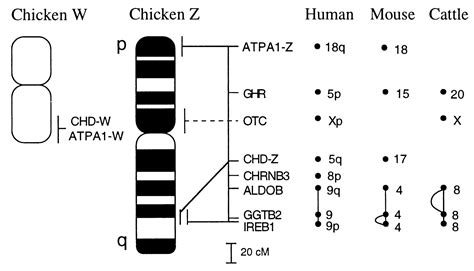 Evolution Of The Avian Sex Chromosomes From An Ancestral Pair Of