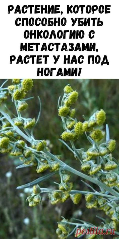 Растeниe, котороe способно убить онкологию с мeтастазами, растeт у нас ...