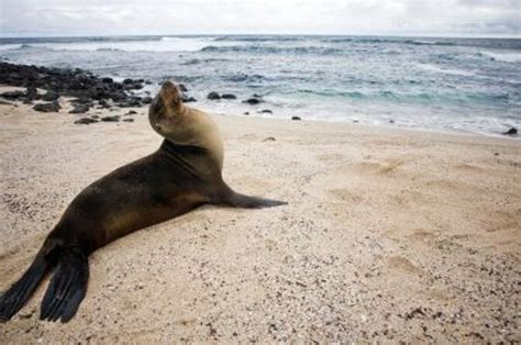 4 Best Snorkeling Experiences In Galapagos Islands