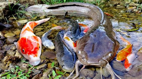 Tangkap Ikan Lele Besar Di Dalam Lubang Ikan Hias Ikan Koi Mas Koki