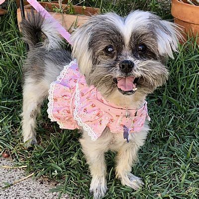 Orlando FL Shih Tzu Meet Squeakers A Pet For Adoption AdoptaPet