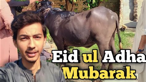 Eid Ul Adha Celebration Vlog Bakra Qurbani Eid Ul Adha Youtube