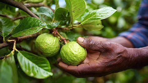hand harvesting fresh green guava  tree branch stock image image