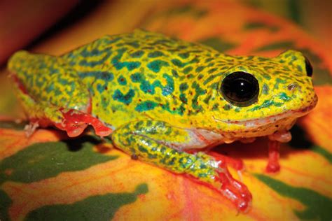 Care And Breeding Africas Colorful Reed Frogs Reptiles Magazine