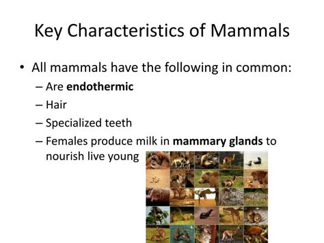 PPT - Characteristics of Mammals PowerPoint Presentation, free download ...