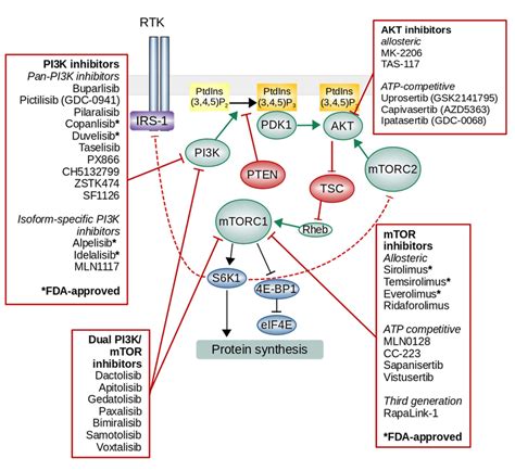 The Overview Of Phosphatidylinositol 3 Kinase PI3K AKT MTOR Signaling