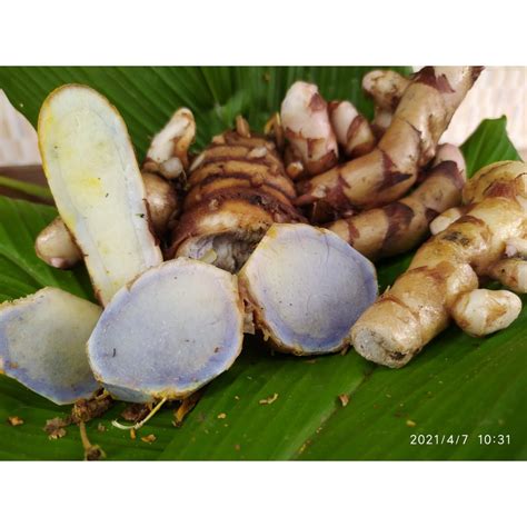 Jual Temu Hitam Segar Alami Kg Temu Ireng Curcuma Aeruginosa Shopee