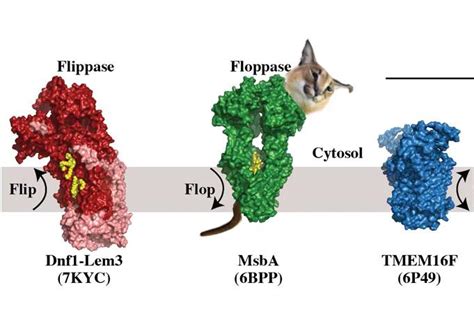 There is an enzyme called Floppase in every cell of your body, we are ...