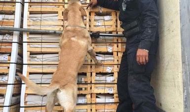 Con ayuda de binomios caninos Policía Federal aseguró cargamento de