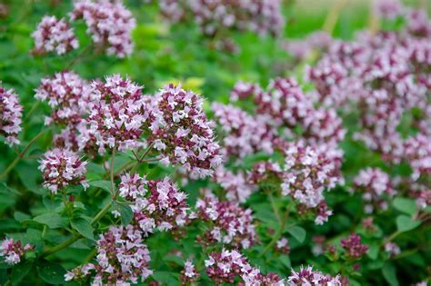 Greek Oregano Greenwood Nursery