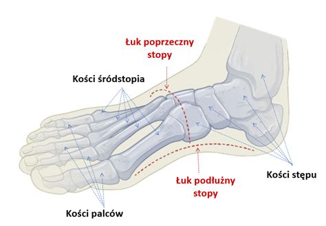 Budowa stóp i ich znaczenie dla zdrowia Sklep medyczny Vaya Medical