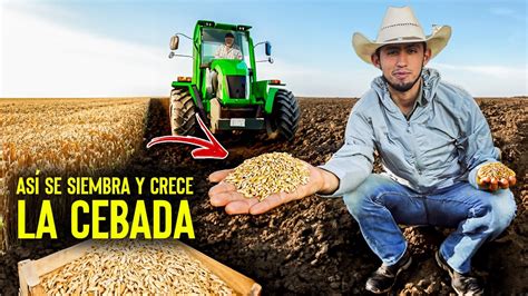 Así se SIEMBRA y crece la CEBADA en las tierras agrícolas de Baviácora